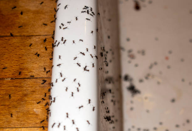Pest Control for Restaurants in Chapin, SC
